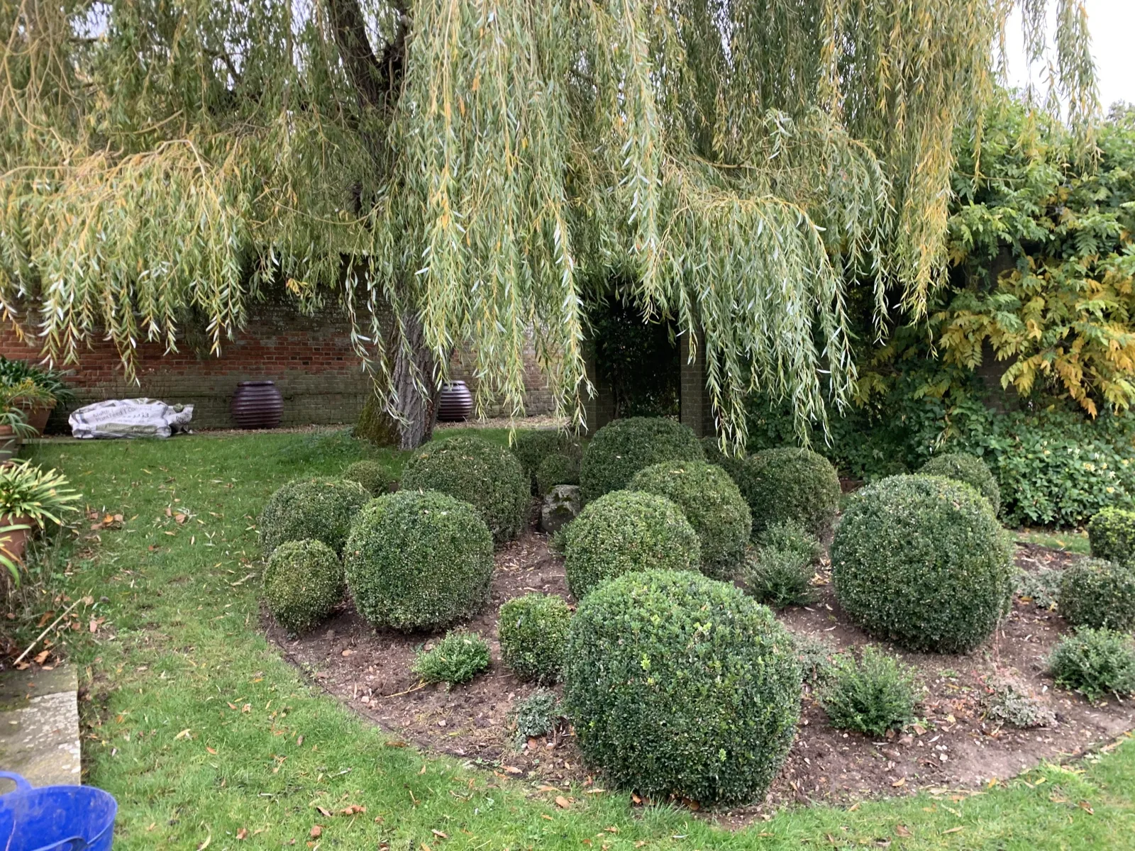 Common box and Lonicera topiary balls to create an eye-catching feature in Upton Grey