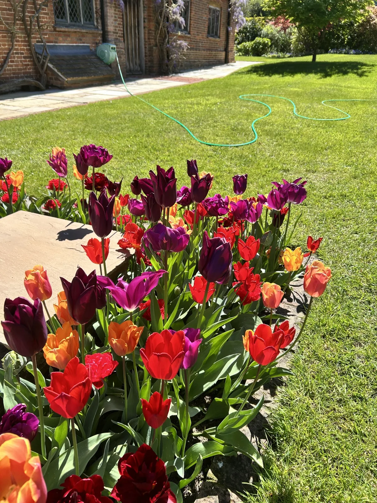 Beautiful tulips at their peak!