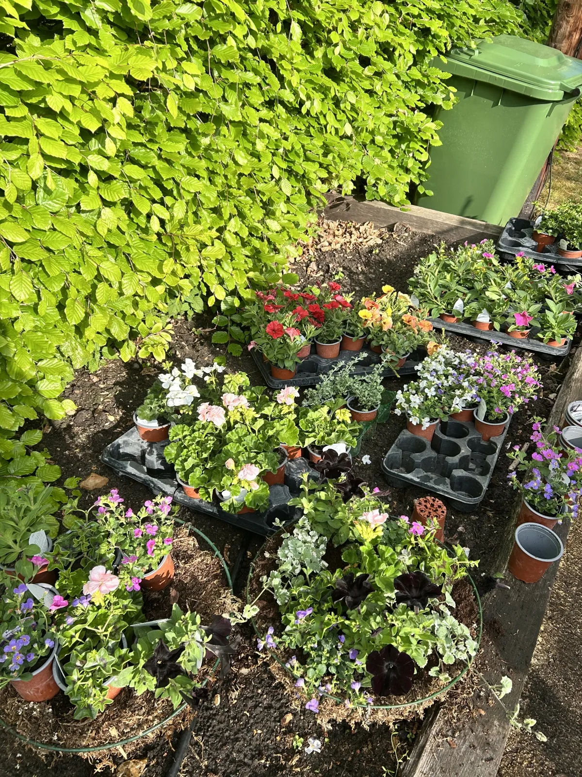 Planting hanging baskets in the Spring