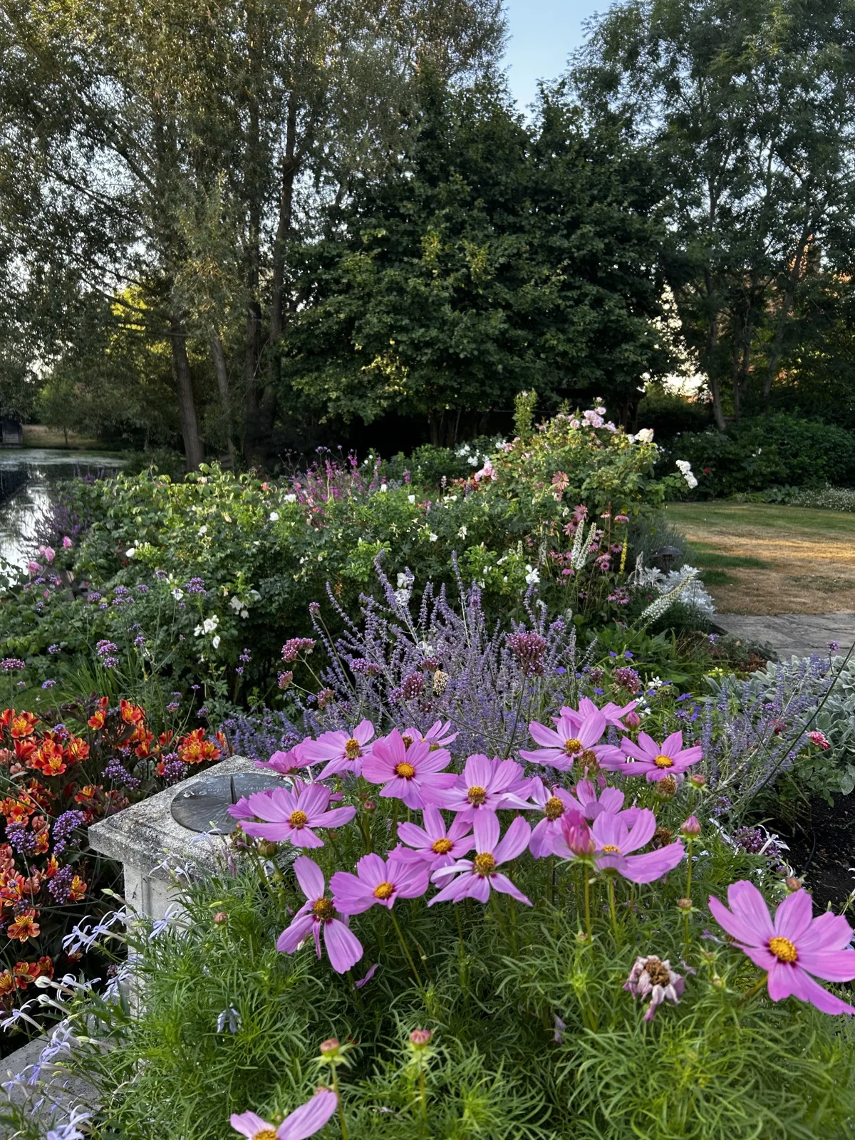 Cosmos taking centre stage in Shiplake