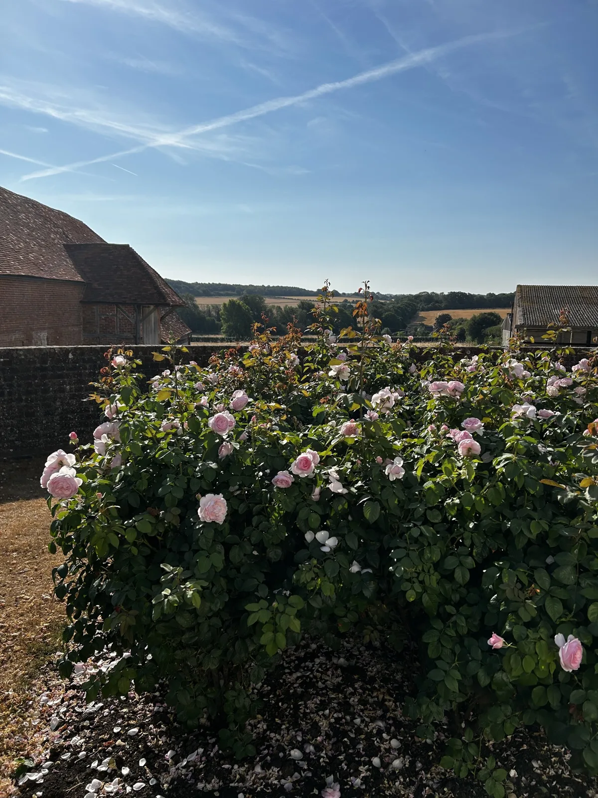 Rose bed filled with David Austin’s Olivia roses in Upton Grey