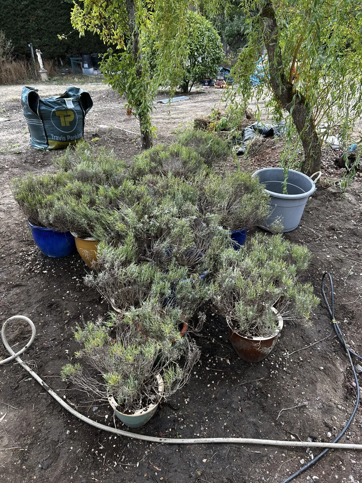Lavender plants carefully moved from a border and planted in separate pots for a garden redesign in Farnham