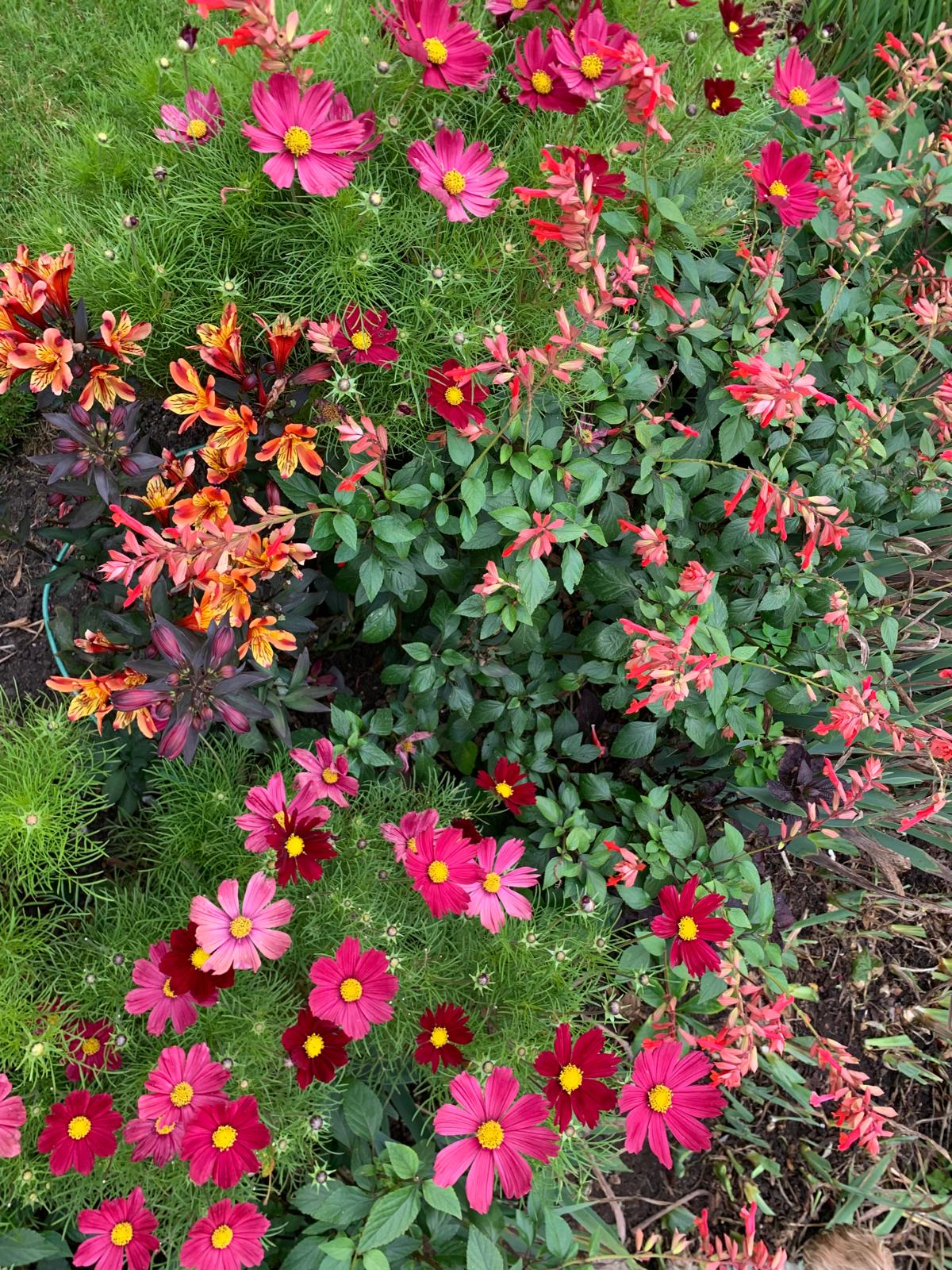 Pink cosmos and warm orange flowers among fine green foliage