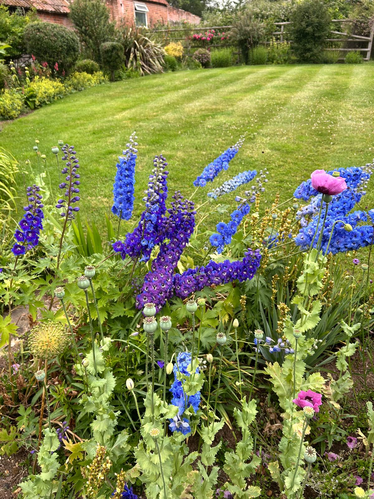 A neatly mown lawn with blue delphiniums and colourful borders