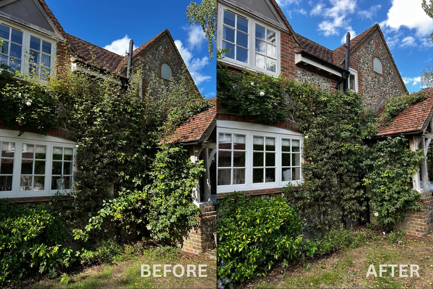 Climber care, before and after garden care