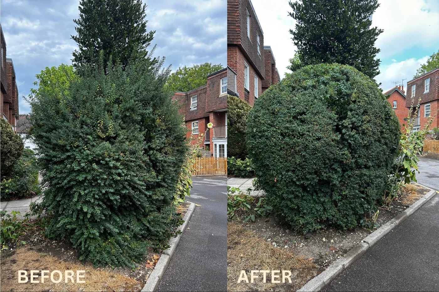 Shaping a shrub, before and after garden care